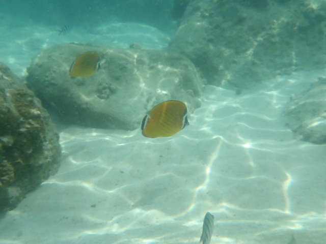 Butterfly fish