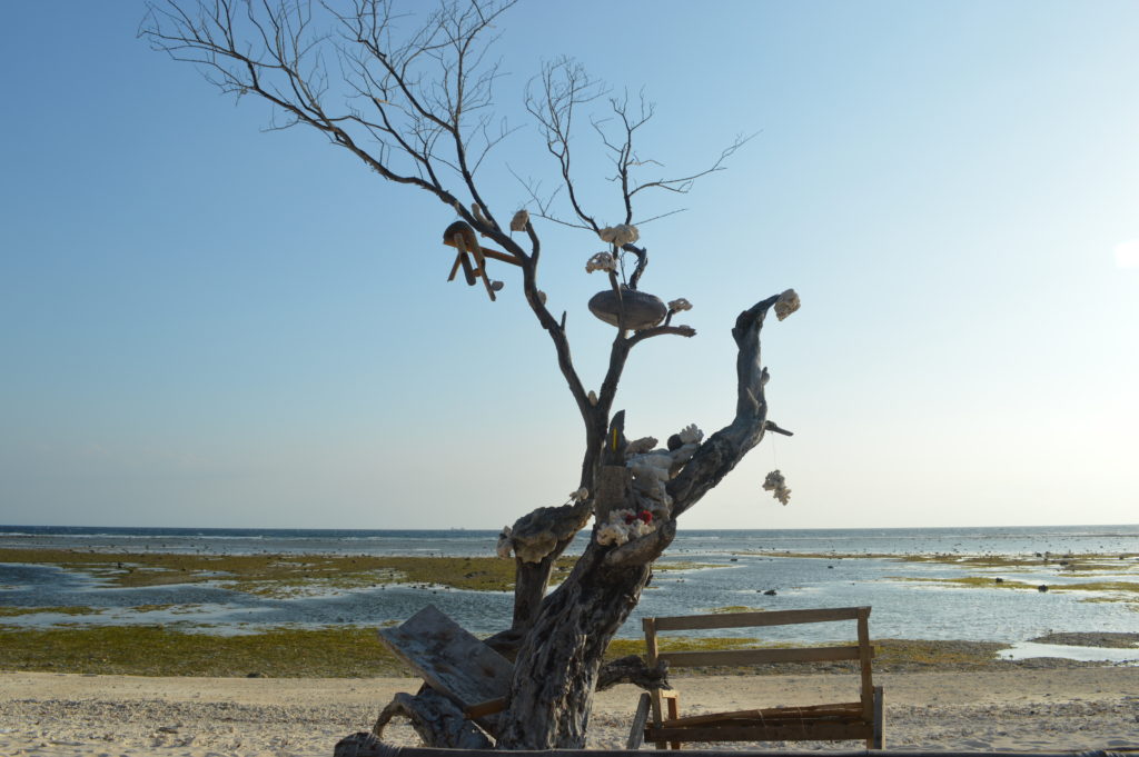 Gili T