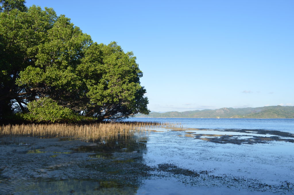 Low tide - mangrove tree roots that protect the baby black tip reef sharks!